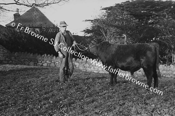 PRIZE BULL CALF